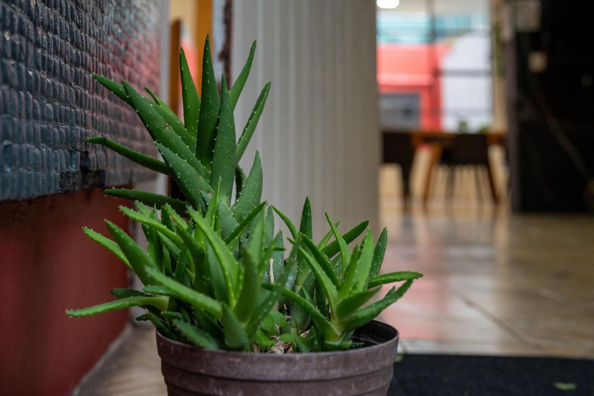 Habitaciones Privadas Con Bano Propio En Una Zona Segura Y Centrica De Guadalajara. Ngoại thất bức ảnh